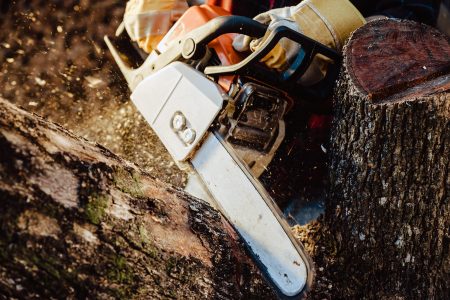 Lumberjack saws tree with chainsaw in sawmill